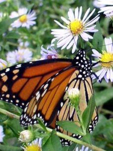 Monarchs Are On the Move Image